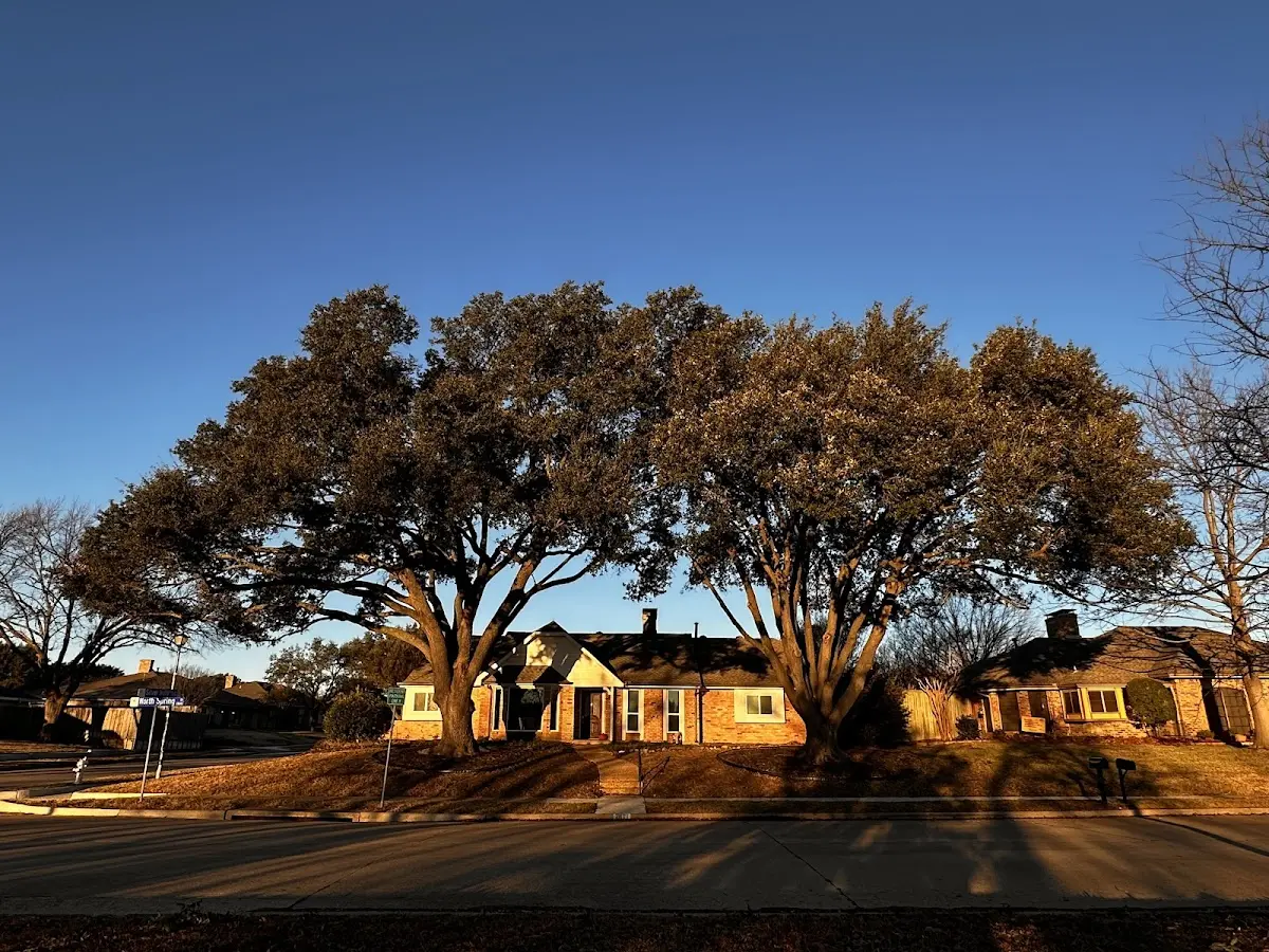 Established residential canopy tree shading a home in West Columbia